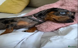 Miniature Dachshund dogs for sale: Loving Foster Home Wanted for My Loving Dachshund - Image 6
