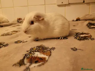 Guinea Pig rodents One super sweet sow guinea pig 👀 - Advert 21