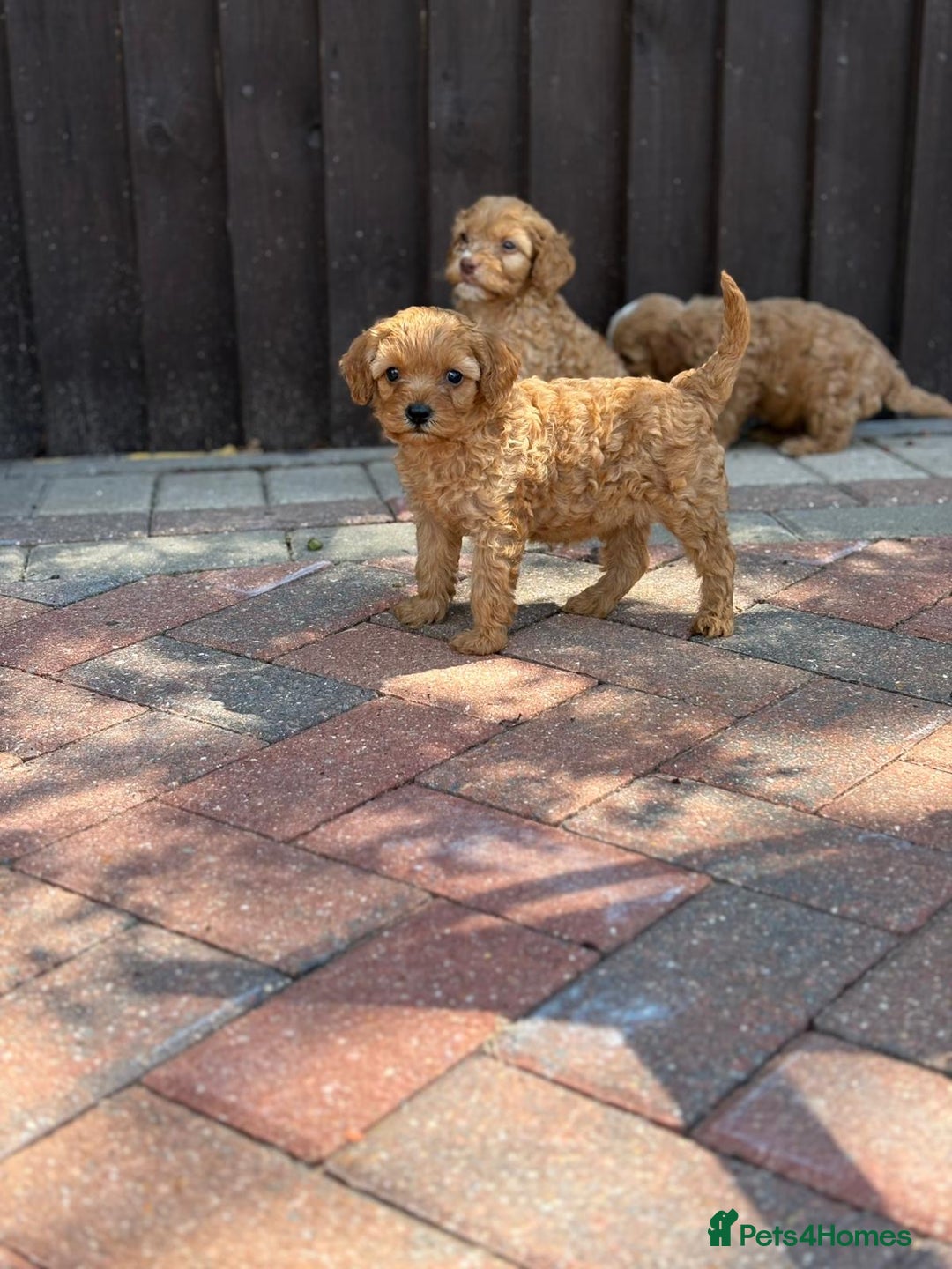 Cavapoo dogs for sale: F1B cavapoo puppies - Image 2