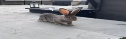 Continental Giant rabbits for sale: 8 Continental Giant Babies - Advert 19
