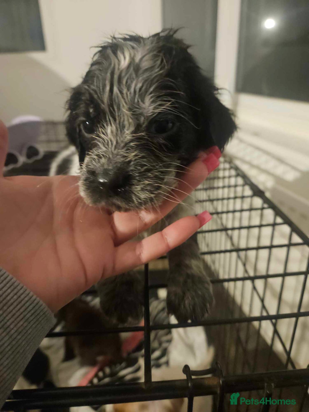 Cocker Spaniel dogs for sale: Cocka spaniel - Advert 9