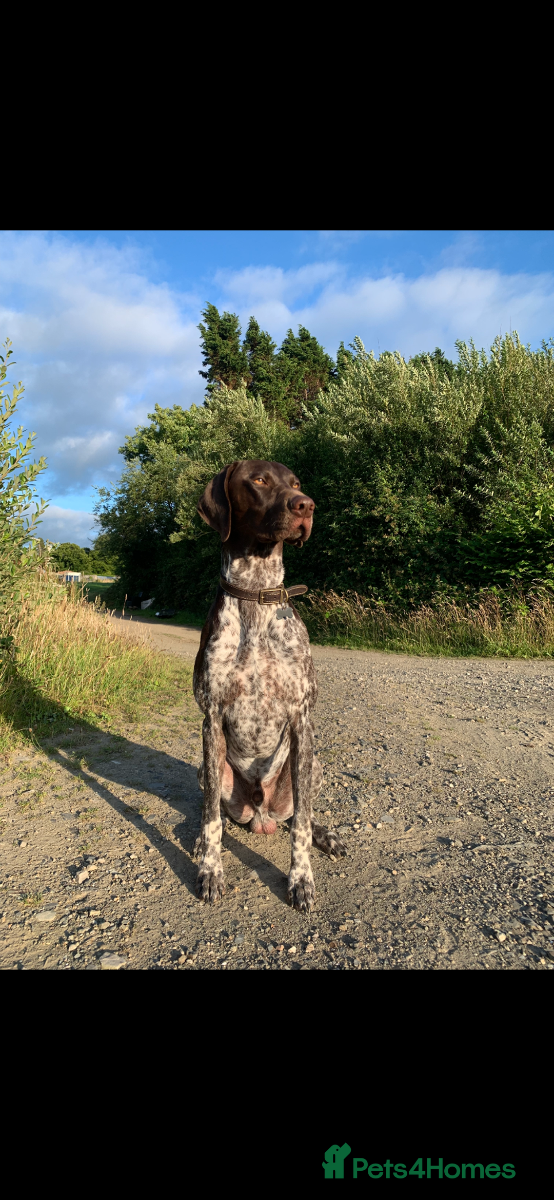 German Shorthaired Pointer dogs for stud: KC registered GSP for stud - Advert 4