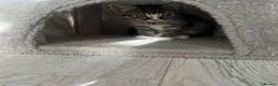 Mixed Breed cats for sale: Tabby kittens for sale in London - Advert 10