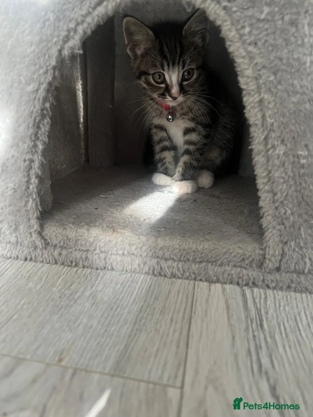 Mixed Breed cats for sale: Tabby kittens for sale in London - Advert 10