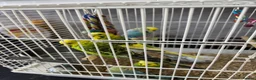 Budgerigars birds for sale: Budgies Ready To Go Now ✅  - Advert 3