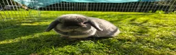 Mini Lop rabbits for sale: Lovely mini lop female  - Advert 3