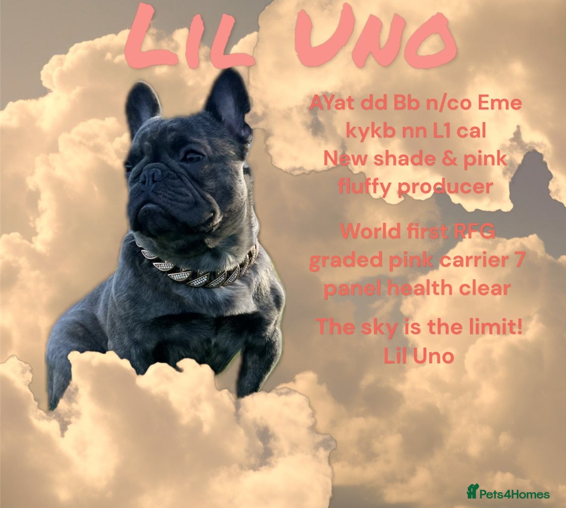 French Bulldog dogs French Bulldog Stud RFG grade 1 & 7 panel health  - Advert 1