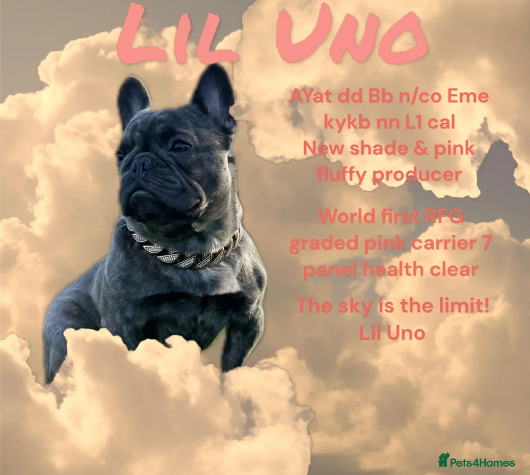French Bulldog dogs for stud: French Bulldog Stud RFG grade 1 & 7 panel health  in Dunfermline - Advert 1