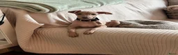 Miniature Dachshund dogs for sale: Exceptional PRA clear KC miniature Daschunds  - Advert 3