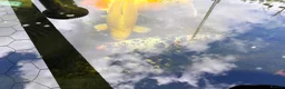 Koi Carp fish for sale: 3 Koi Fish in Swansea - Advert 3