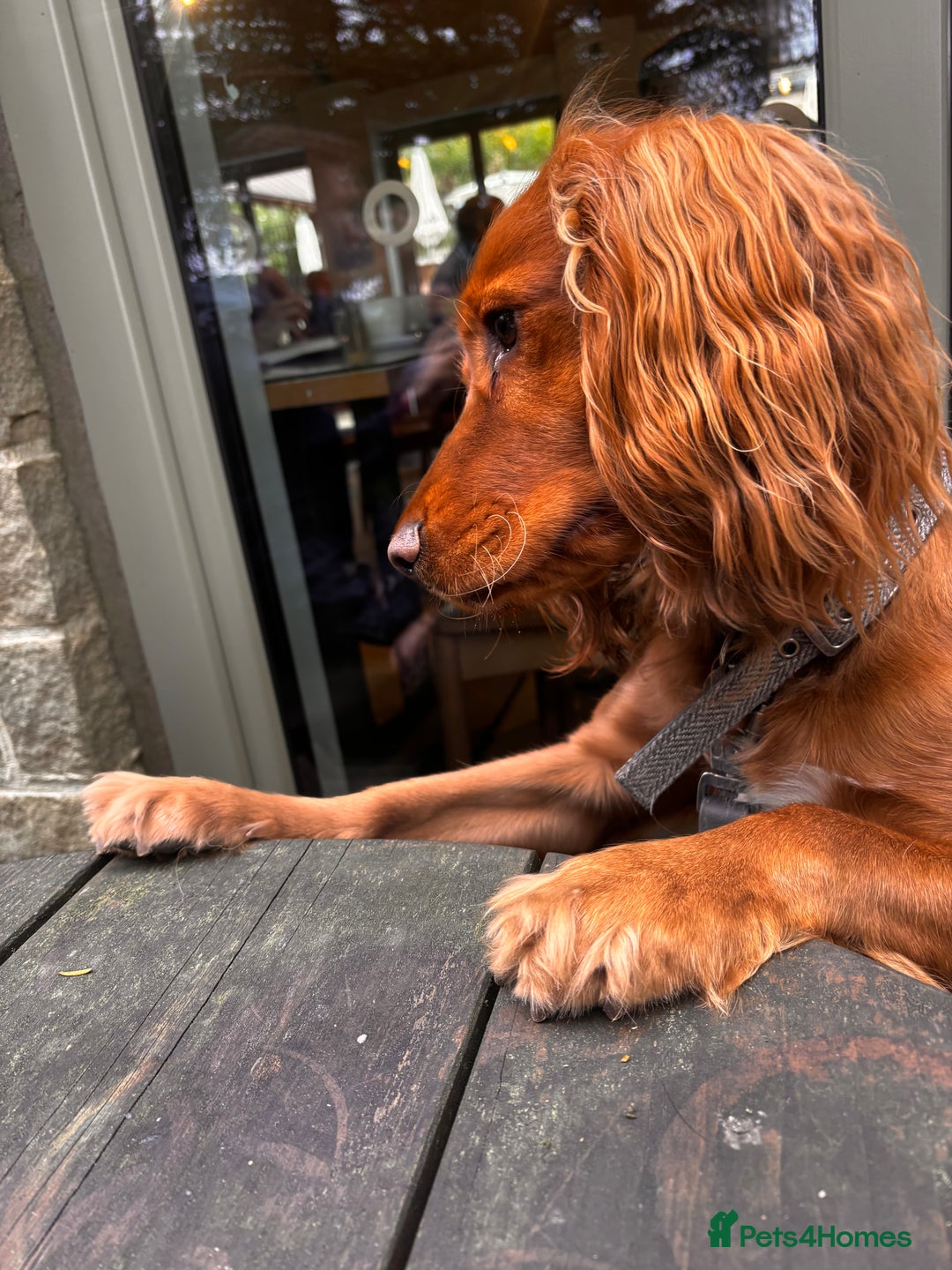 Cocker Spaniel dogs for sale: Gorgeous Fox Red Cocker Spaniel - Image 2