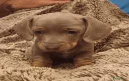 Miniature Dachshund dogs for sale: DWKC-REGISTERED- Miniature Dachshund Puppies  - Image 7