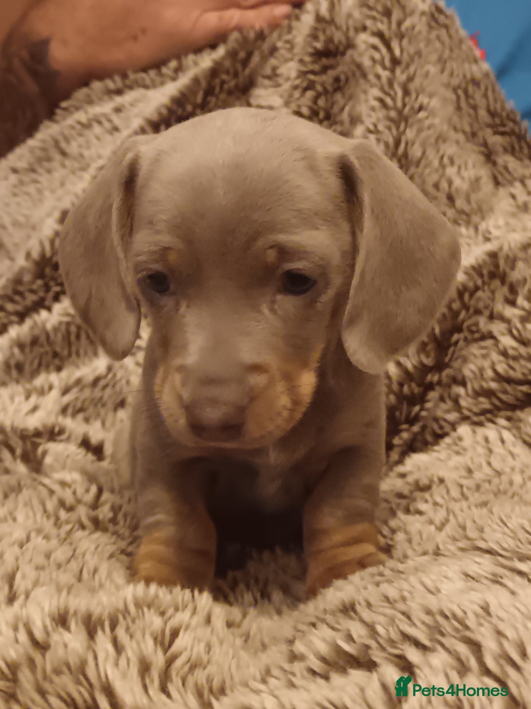 Miniature Dachshund dogs for sale: DWKC-REGISTERED- Miniature Dachshund Puppies  - Image 7