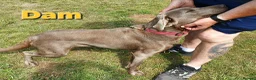 Labrador Retriever dogs for sale: Beautiful KC Silver Labradors  - Advert 14
