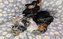 Miniature Dachshund dogs for sale: Mini Dachshund Puppies, Gorgeous Colours & Coats - Image 19