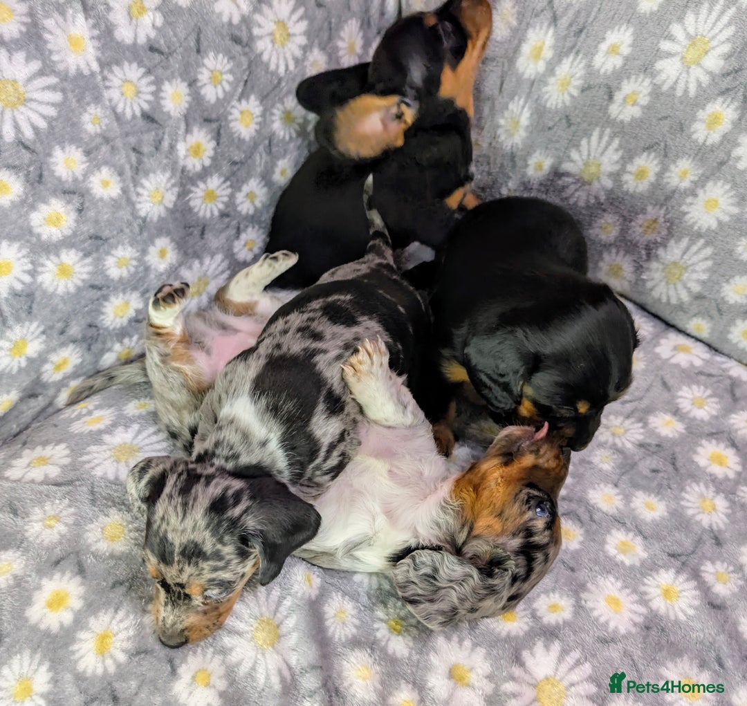 Miniature Dachshund dogs for sale: Mini Dachshund Puppies, Gorgeous Colours & Coats - Image 19