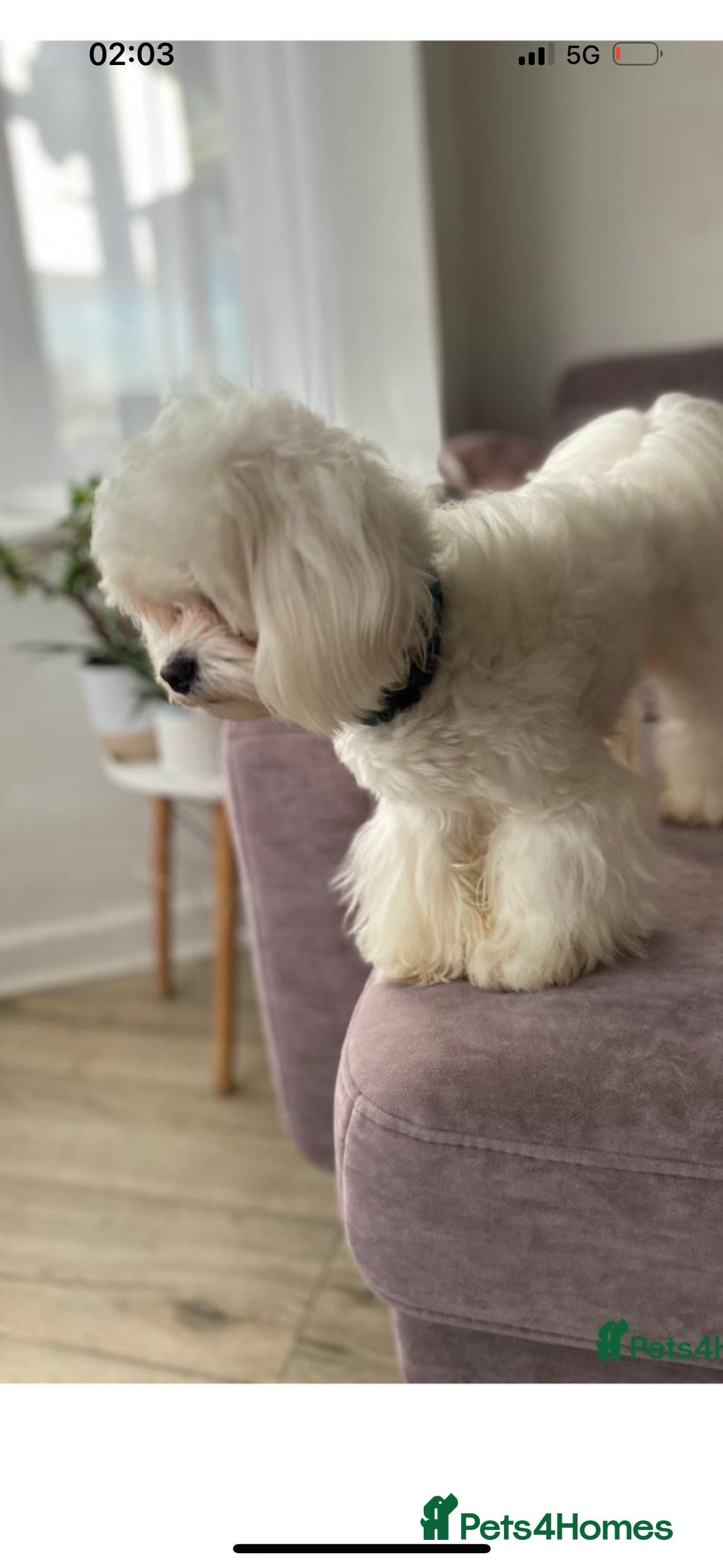 Mixed Breed dogs for sale: Malton Puppies - Image 10