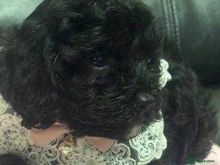 Cavapoo dogs Ready now, extensively health tested F1 cavapoo - Advert 1