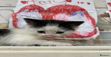 Mixed Breed cats Farm kittens - Advert 10