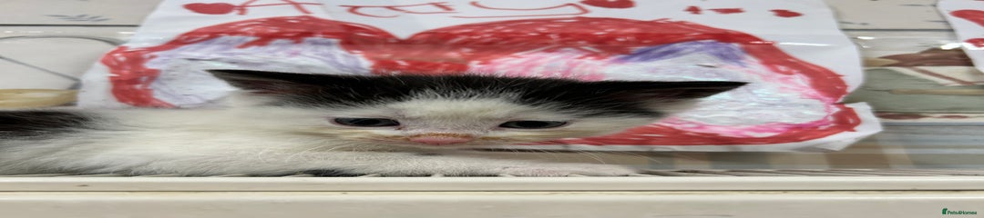 Mixed Breed Kitten 1