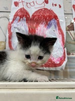 Mixed Breed cats Farm kittens - Advert 1