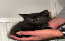 Bombay cats for sale: Black Kittens - Image 2