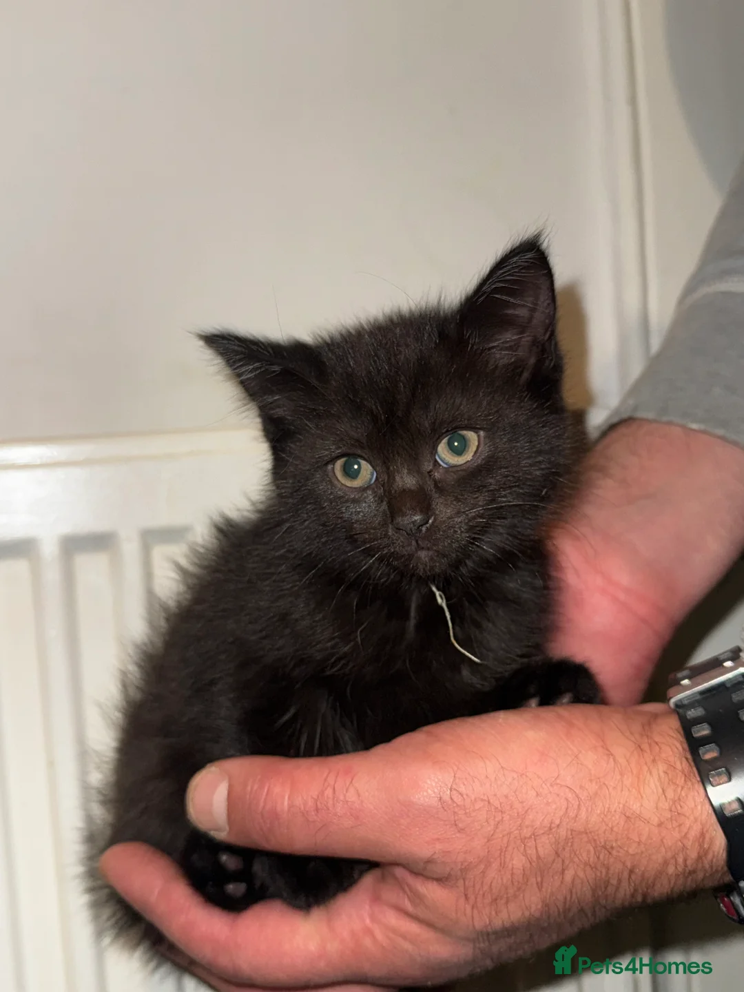Bombay cats for sale: Black Kittens - Advert 2