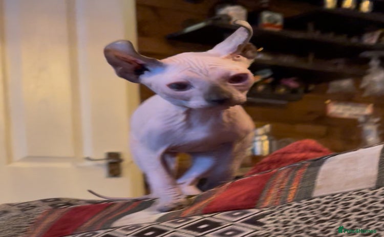 Sphynx cats - Advert 10