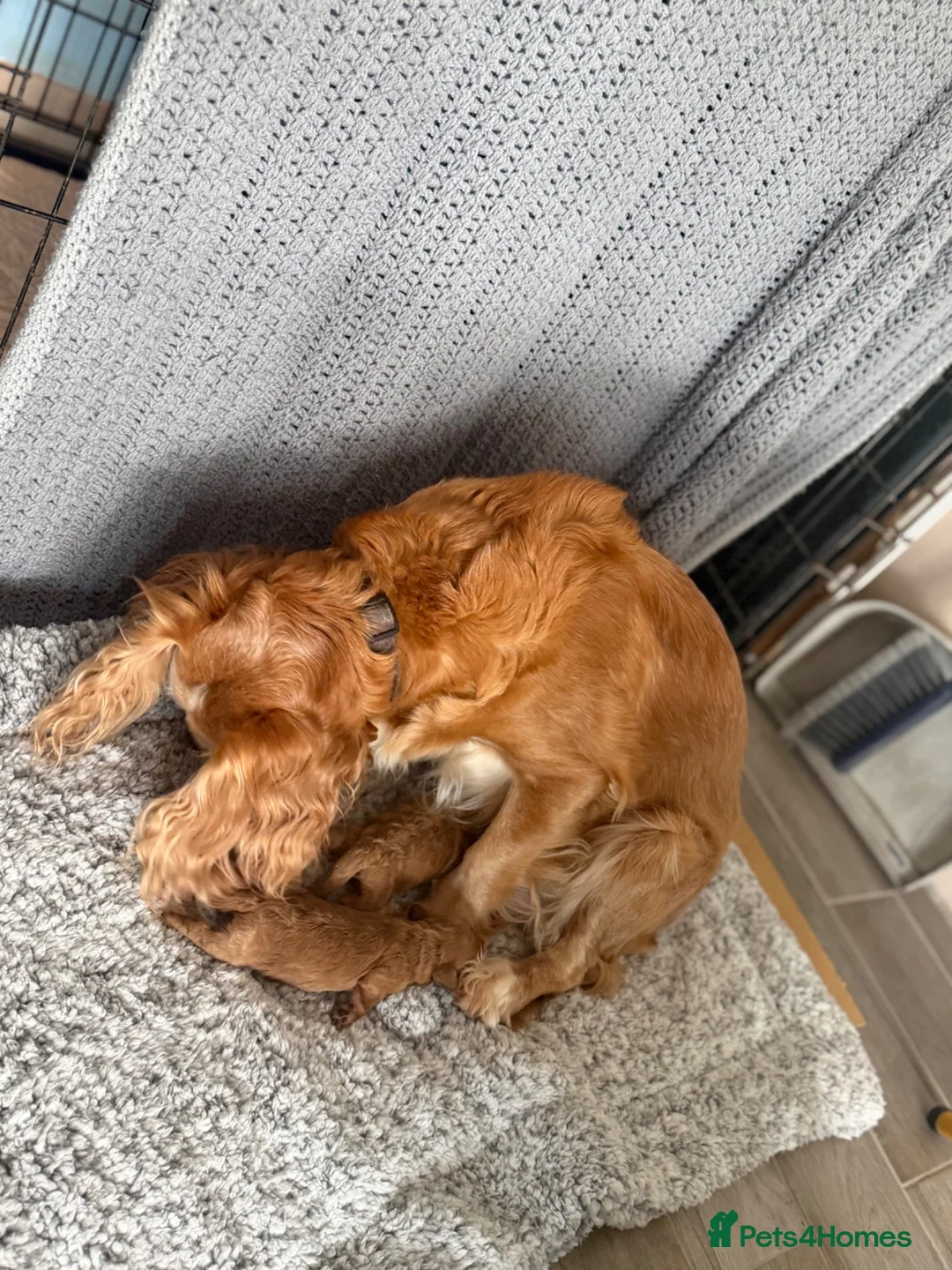 Cockapoo dogs for sale: Beautiful Cockapoo Puppies  - Advert 1