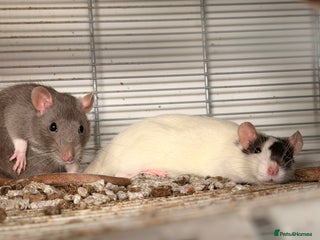 Rat rodents - Advert 1