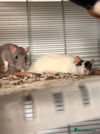 Rat rodents - Advert 1