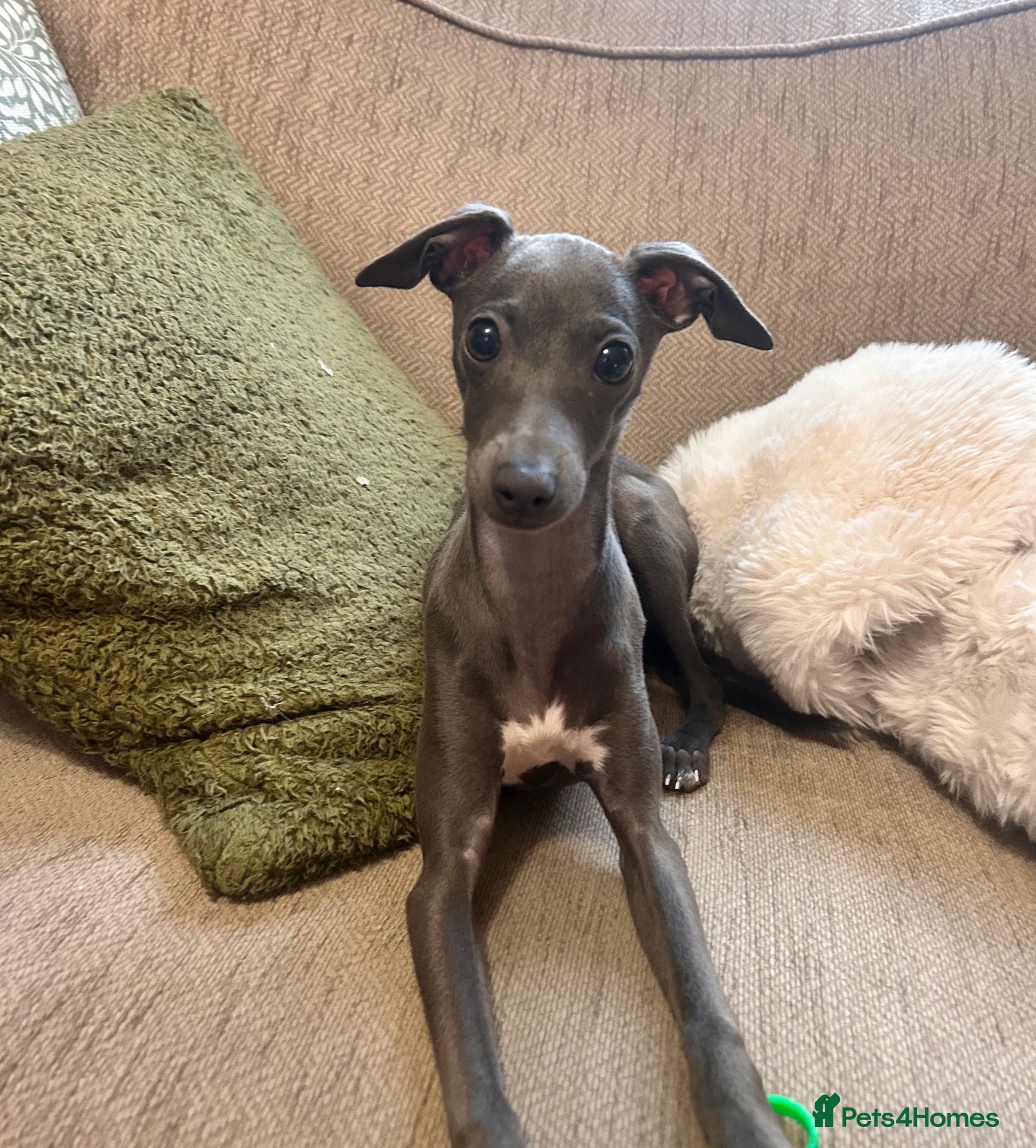 Italian Greyhound dogs Beautiful Italian Greyhound KC Puppy female  - Advert 7