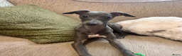 Italian Greyhound dogs for sale: Beautiful Italian Greyhound KC Puppy female  - Advert 1