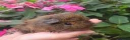 Guinea Pig rodents for sale: Baby guinea pigs, 1 girl, 1 boy - Advert 12