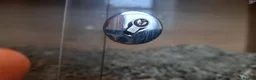 Corn Snake reptiles for sale: Corn snake with vivvarium in Ivybridge - Advert 4