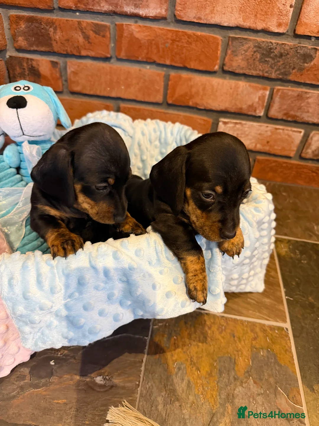 Dachshund dogs for sale: Miniature dachshunds  - Advert 23