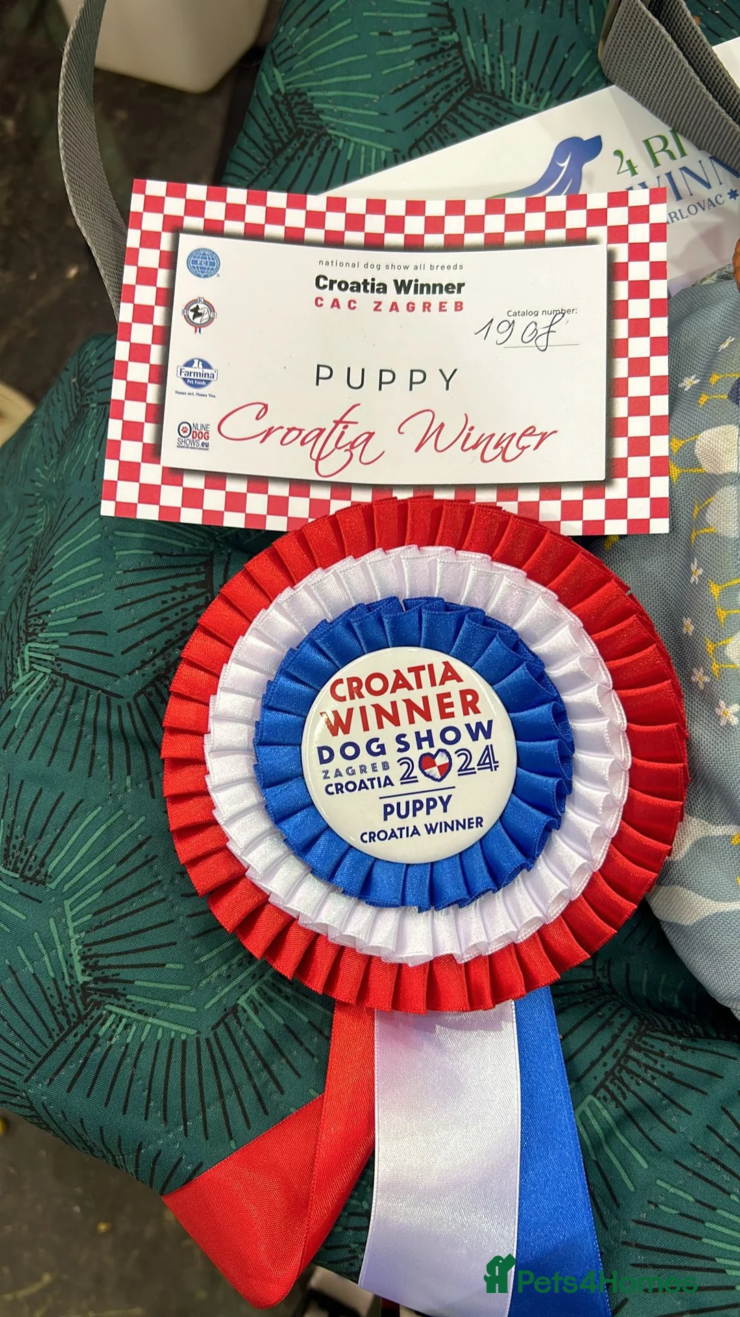 Staffordshire Bull Terrier dogs for stud: 📣  SIRE OF THE WORLD WINNER PUPPY DOG 2024 in Faversham - Advert 11