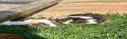 Guinea Pig rodents for sale: Guinea pig babies . Mixed breeds  - Advert 16