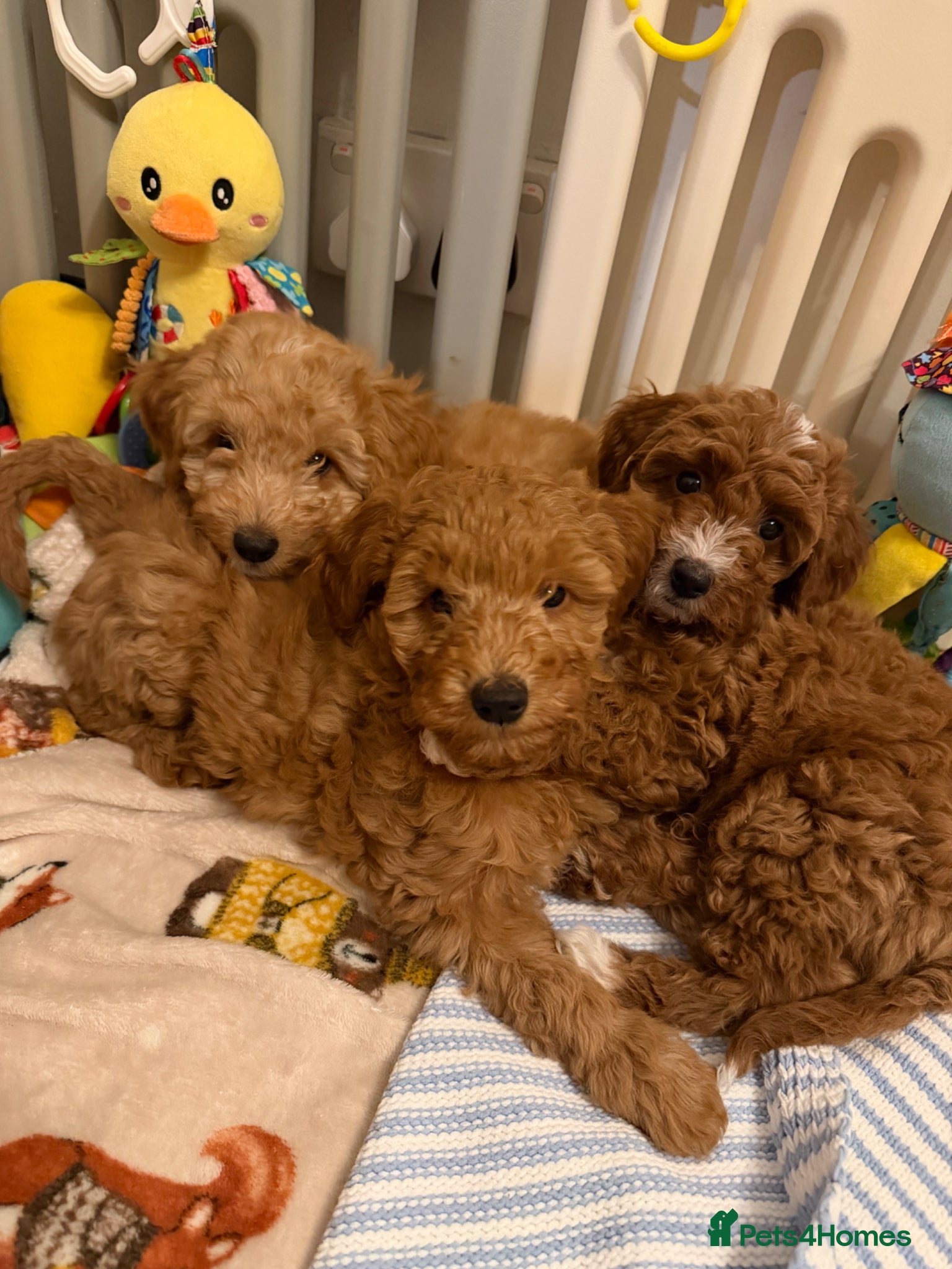Australian Labradoodle dogs 🐶READY TO GO LAST 3 AVAILABLE🐶 - Advert 2