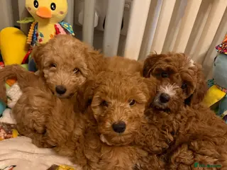 Australian Labradoodle dogs 🐶READY TO GO LAST 3 AVAILABLE🐶 - Advert 15
