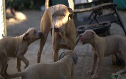 Mixed Breed dogs for sale: Mixed Breed w/Lurcher Mix Puppies ready for a home - Image 20