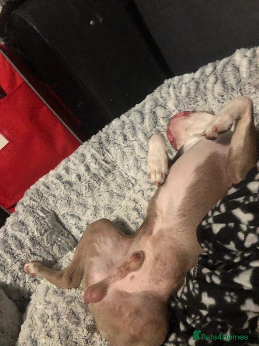 Boston Terrier dogs for stud: Bosten terrier for stud  - Advert 5