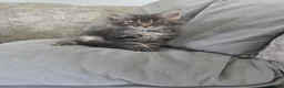 Maine Coon cats for sale: Maine coons kittens 1g and 4 boys - Advert 13