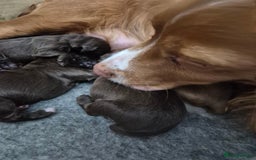 Cocker Spaniel dogs for sale: Cocker Spaniel Puppies - Image 16