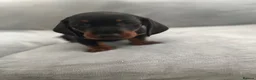 Miniature Dachshund dogs for sale: Dachshund boys in Coventry - Advert 8