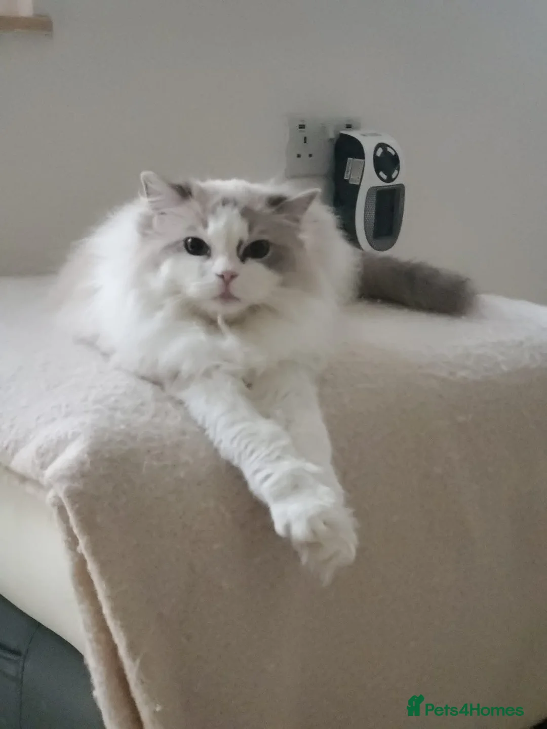 Ragdoll cats for sale: Loving female Ragdoll  - Advert 8