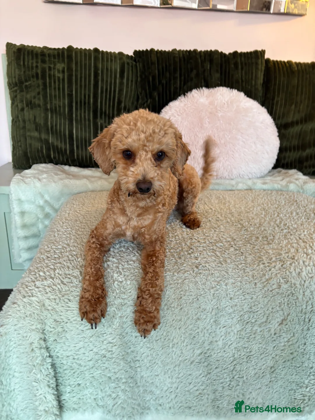 Cockapoo dogs for sale: 2 year old cockapoo  - Advert 8
