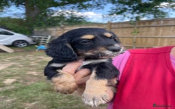 English Springer Spaniel dogs for sale: 🐾English Springer Spaniel Pups🐾 in Maidstone - Image 8
