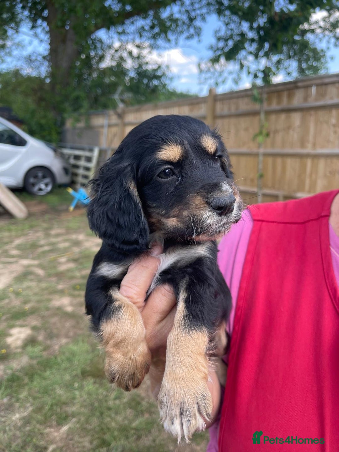 English Springer Spaniel dogs for sale: 🐾English Springer Spaniel Pups🐾 in Maidstone - Image 8