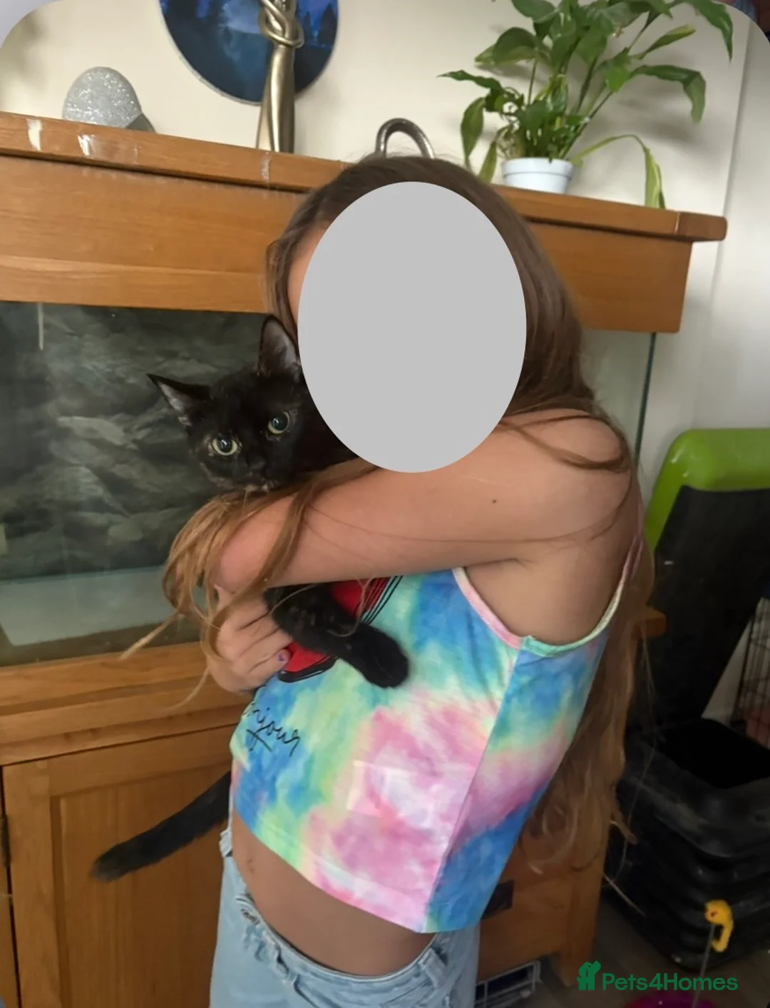 Mixed Breed cats for sale: 2X 3 year old family friendly female cats  - Advert 8